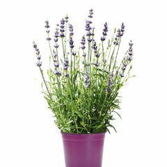 Lavanda