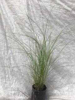 Miscanthus Sinensis Gracillimus - comprar online