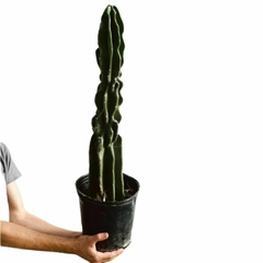 Cactus Monstruoso