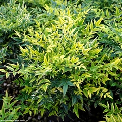 Nandina Domestica Aurea