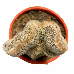 Notocactus Scoopa Crestado - comprar online