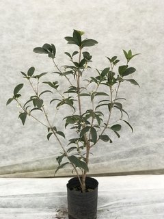 Osmanthus Fragans - comprar online