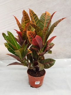 Croton Pectra en internet