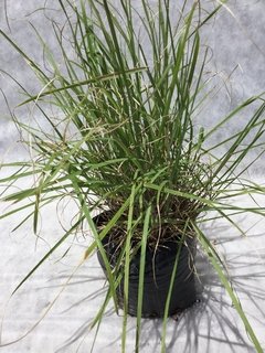 Pennisetum Alopecuroides - comprar online