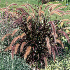 Pennisetum Setaceum Rubrum