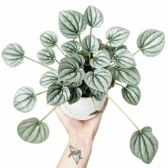 Peperomia Plateada