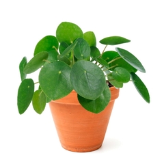 Pilea Peperomioides