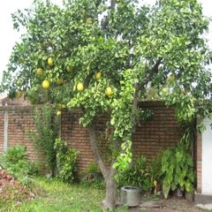 Pomelo Rojo Inj.