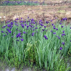 Iris Luisiana