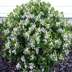 Raphiolepsis Umbellata