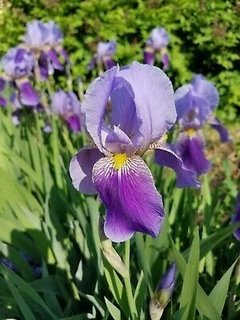 Iris Germanica - comprar online