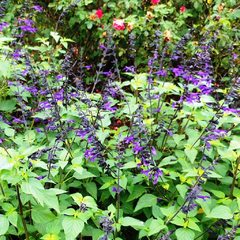 Salvia Guaranitica