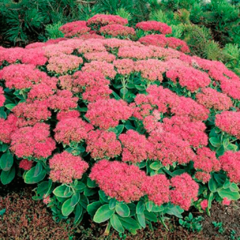 Sedum Spectabilis