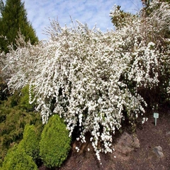 Spiraea Prunifolia