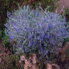 Teucrium Fruticans