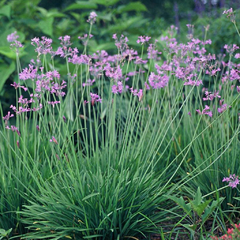 Tulbaghia violacea