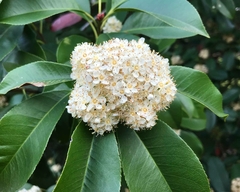 Viburnum Odoratissimum en internet