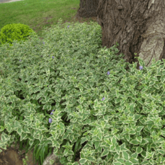 Vinca Major Variegata