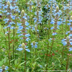 Salvia Uliginosa Celeste