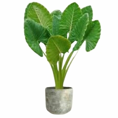 Alocasia Macrorrhiza