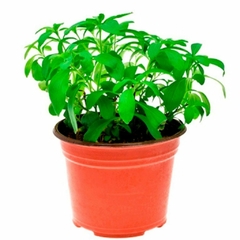 Stevia