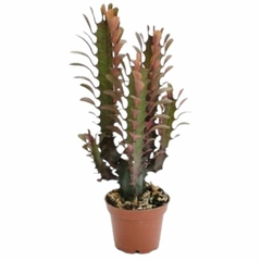 Euphorbia trigona rubra