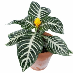 Aphelandra