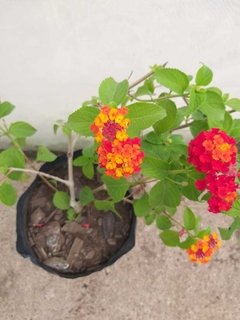 Lantana Camara en internet