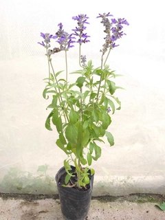 Salvia Farinasea - comprar online