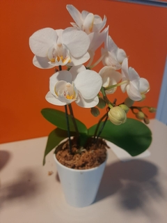 Orquídea Phalenopsis Baby en internet