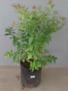 Spiraea Bumalda Goldflame - comprar online