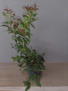 Spiraea Bumalda Anthony Waterer - comprar online