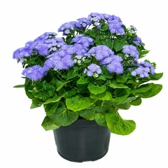 Ageratum