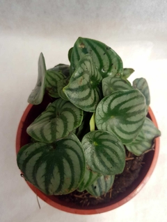 Peperomia Sandia - tienda online