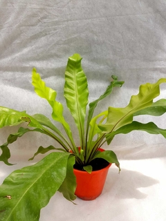 Asplenium - comprar online