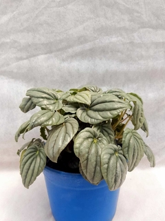 Peperomia Plateada - comprar online