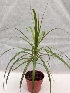 Dracena Marginata - comprar online