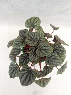 Peperomia Caperata - VallsGarden