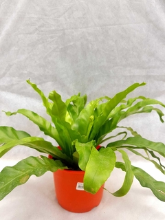 Asplenium Sapporo - comprar online