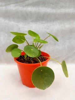 Pilea Peperomioides - comprar online