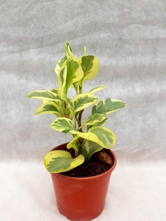 Peperomia variegada - comprar online