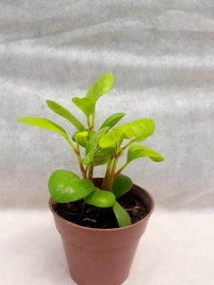 Peperomia Gold - comprar online