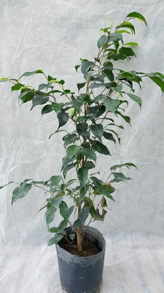 Ficus Benjamina en internet