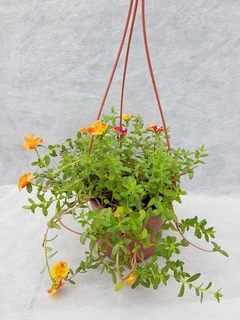 Portulaca grandiflora - comprar online