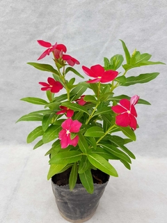 Vinca Pervinca - comprar online