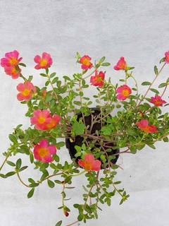 Portulaca grandiflora - tienda online