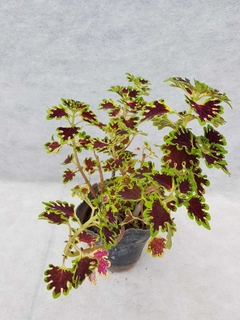 Coleus Peremne - comprar online