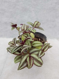 Tradescantia zebrina - comprar online