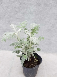 Cineraria Marítima - comprar online