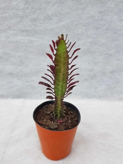 Euphorbia trigona rubra - comprar online